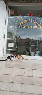 Peker PetShop