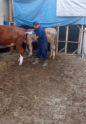 Asel veteriner klinik