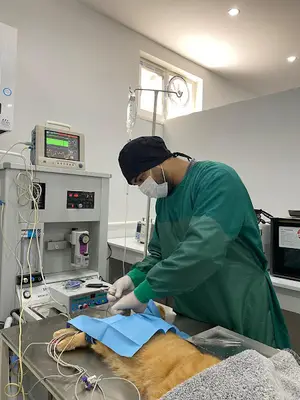 Deva Veteriner Kliniği
