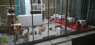 EAGEN SMYRNA CATTERY