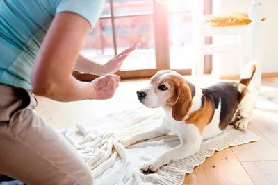 tahahan KÖPEK EĞİTİMİ evcil pet kuaförü EVCİL PET OTELİ İstanbul fotoğrafı