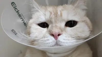 Merlin Veteriner Kliniği