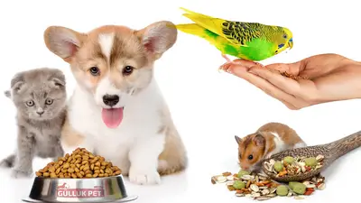 GüllükPet Toptan Petshop Malzemeleri Antalya