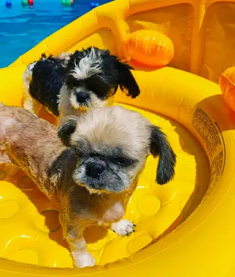 Paws Pet Hotel fotoğrafı