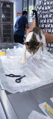 Feniks Veteriner Kliniği
