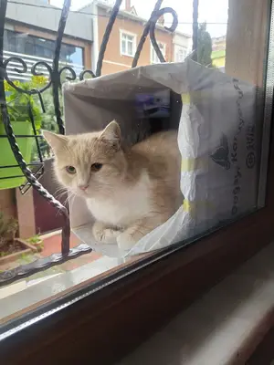 Kadıköy Belediyesi Veteriner İşleri Müdürlüğü fotoğrafı