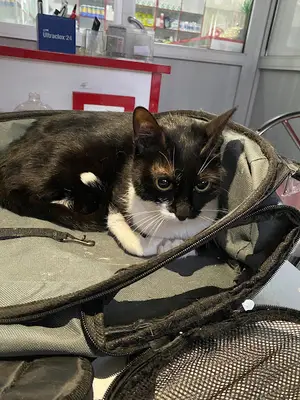 Kineba Veteriner Kliniği