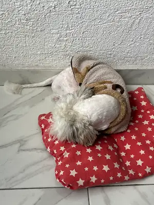 SAN Pet Styling Salon - Pet Kuaför