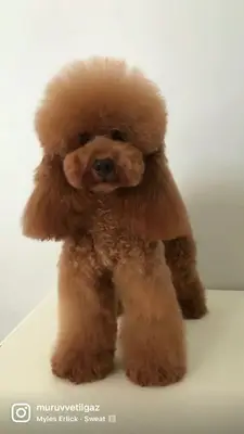 HavDog Dünyası pet kuaför
