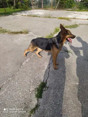 Eskişehir yerinde köpek eğitim