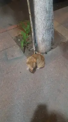 Serhat Veteriner