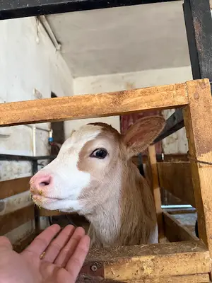 Halkım Veteriner Kliniği