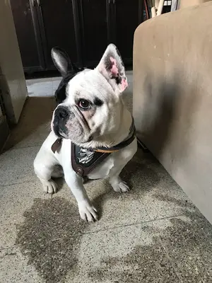 Ankara Köpek Eğitim Merkezi