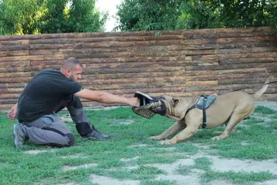 Royal Paws Bursa köpek eğitim merkezi & köpek oteli