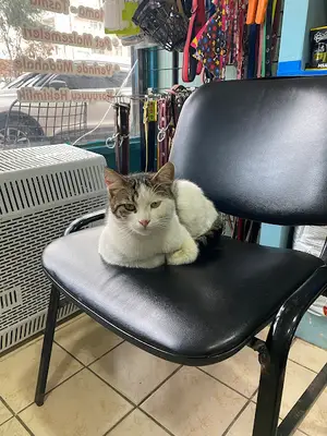 Gümüşova Veteriner Kliniği