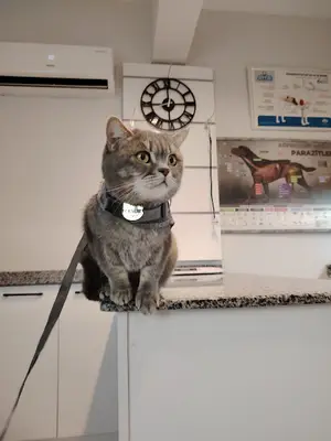 MS Veteriner Kliniği