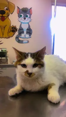 Cityvet Veteriner Kliniği