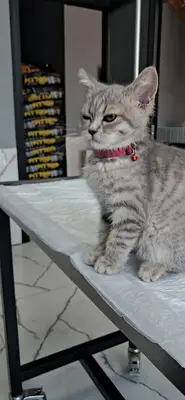 Beyşehir İnci Veteriner Kliniği ‍ ‍