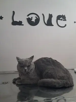 Bolvadin Helvacıoğlu Veteriner Kliniği