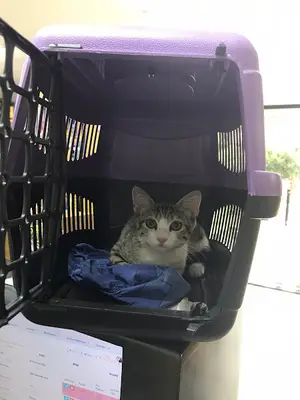 Uluç Veteriner Kliniği fotoğrafı