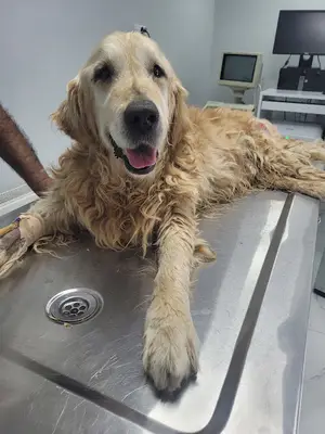 Pasteur Veteriner Kliniği