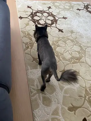 Ordu Candost Veteriner Kliniği