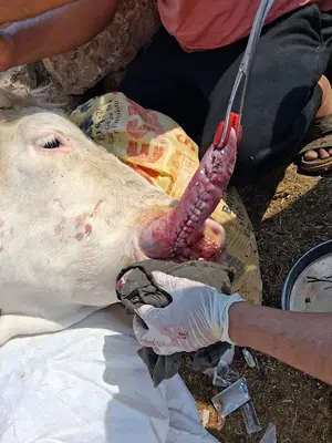 Gündoğar veteriner kliniği