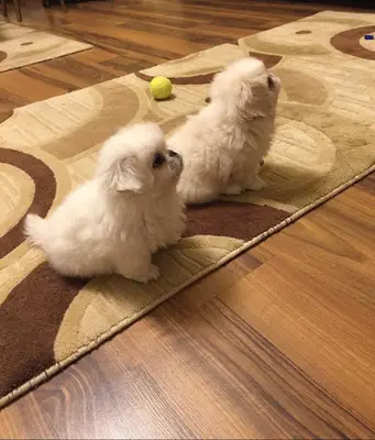 Pet Station - Köpek Üretim Çiftliği ve Satış Merkezi - Ankara