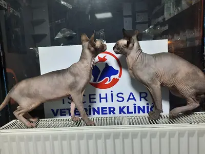 İscehisar Veteriner Kliniği