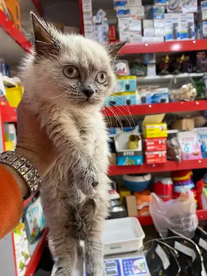 CAN DOSTUM PETSHOP