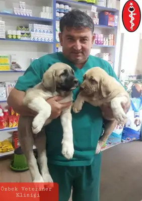 Özbek Veteriner Kliniği