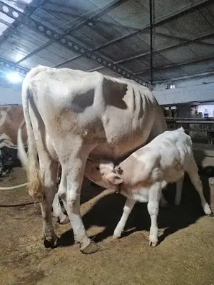 Üçler Veteriner