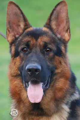 Von Grand Köpek Çiftliği fotoğrafı