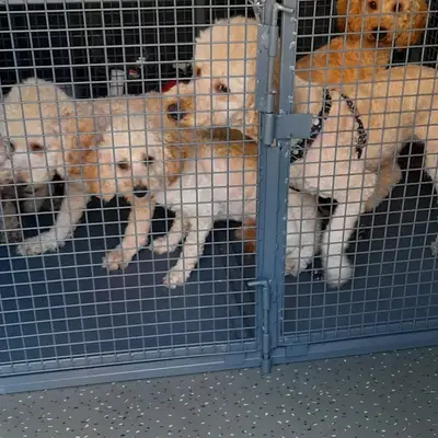 Patişgo Pet Taksi