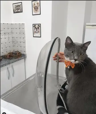 Dilek Petshop