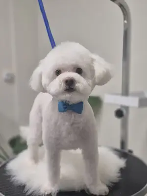 GO bay bayan unisex ve pet kuaför fotoğrafı