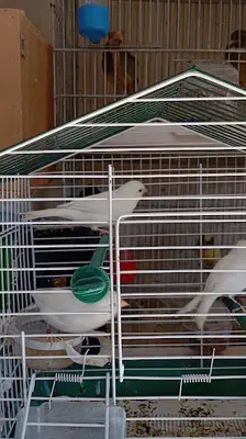 Cumali Petshop