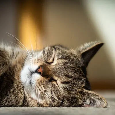 Minik Kedi Oteli fotoğrafı