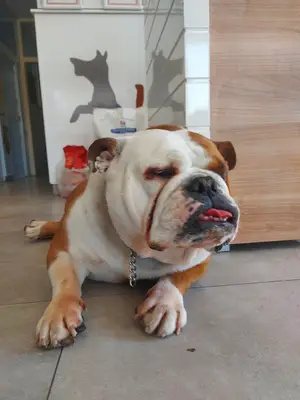 Gazi Veteriner Polikliniği