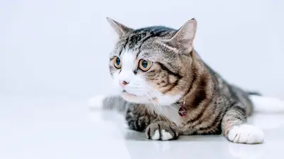 YEŞİLTEPE VETERİNER KLİNİĞİ (CEVİZLİBAĞ VETERİNER KLİNİĞİ)