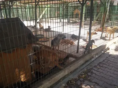 Adana Büyükşehir Belediyesi Hayvan Barınağı