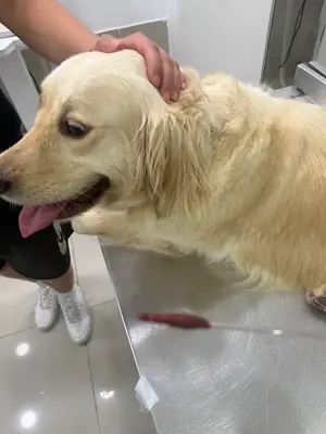 Dr. Atom Veteriner Kliniği