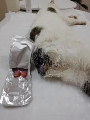 Afşin Umay veteriner kliniği