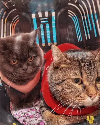 Eğirdir Veteriner Kliniği