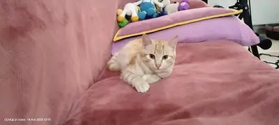 VetDoc Veteriner Kliniği