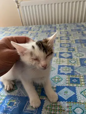 Toklu Veteriner Kliniği