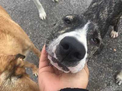 Çankaya Belediyesi Sahipsiz Hayvan Geçici Barınağı fotoğrafı