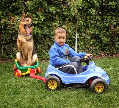 Von Legal Köpek Eğitimi Merkezi