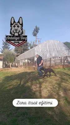 Köpek Eğitimi Merkezi Antalya Dog Club