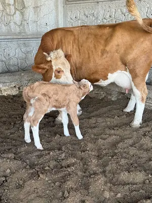 Konya Belediyesi Geçici Hayvan Bakımevi fotoğrafı